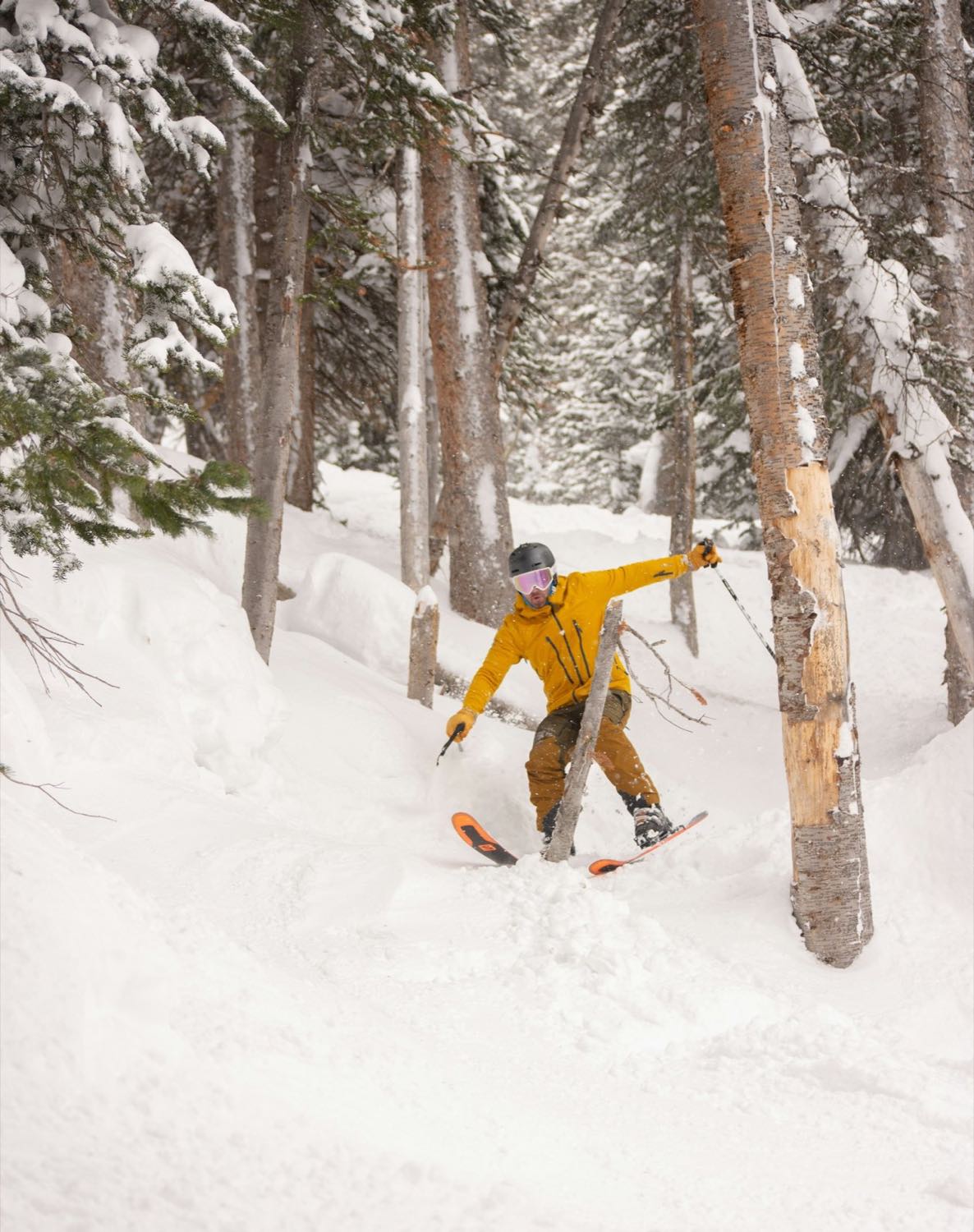 A skier turning through powder between spruce and birch trunks in a glade run